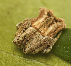 Arkys dilatatus