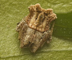 Arkys dilatatus