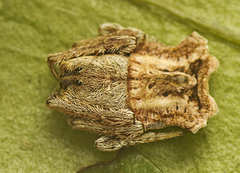 Arkys dilatatus