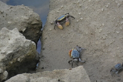 Trapezarma angolensis