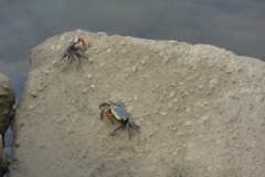 Trapezarma angolensis