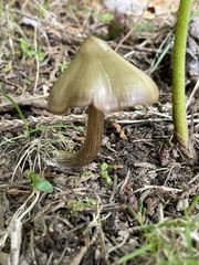 Entoloma subcapitatum