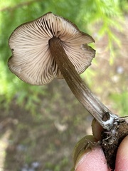 Entoloma subcapitatum