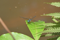 Oxythemis phoenicosceles