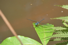 Oxythemis phoenicosceles