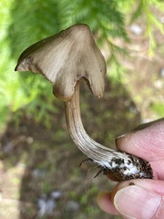 Entoloma subcapitatum