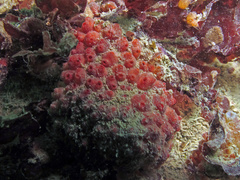 Dendrodoa grossularia