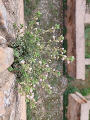 Chaenorhinum villosum granatensis