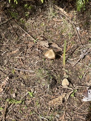 Entoloma subcapitatum