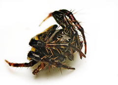 Arkys speechleyi