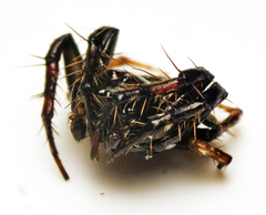 Arkys speechleyi