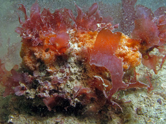 Amphilectus fucorum