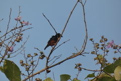 Ploceus castaneofuscus