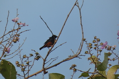 Ploceus castaneofuscus