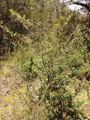 Minthostachys mollis