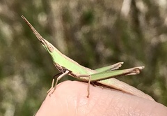 Achurum carinatum