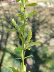 Salix
