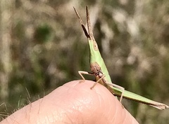 Achurum carinatum