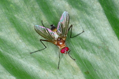 Cholomyia acromion
