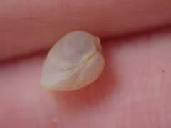 Kellia laperousii
