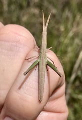 Achurum carinatum