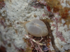 Kellia laperousii