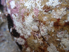 Kellia laperousii
