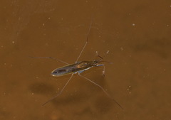 Gerris thoracicus