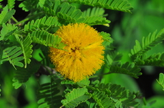 Vachellia farnesiana farnesiana