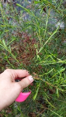 Hypericum fasciculatum