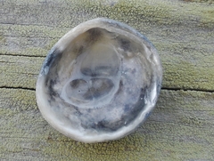 Anomia simplex image
