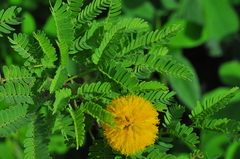 Vachellia farnesiana farnesiana