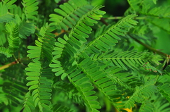 Vachellia farnesiana farnesiana