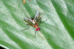 Cholomyia acromion