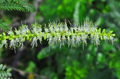 Mimosa tenuiflora