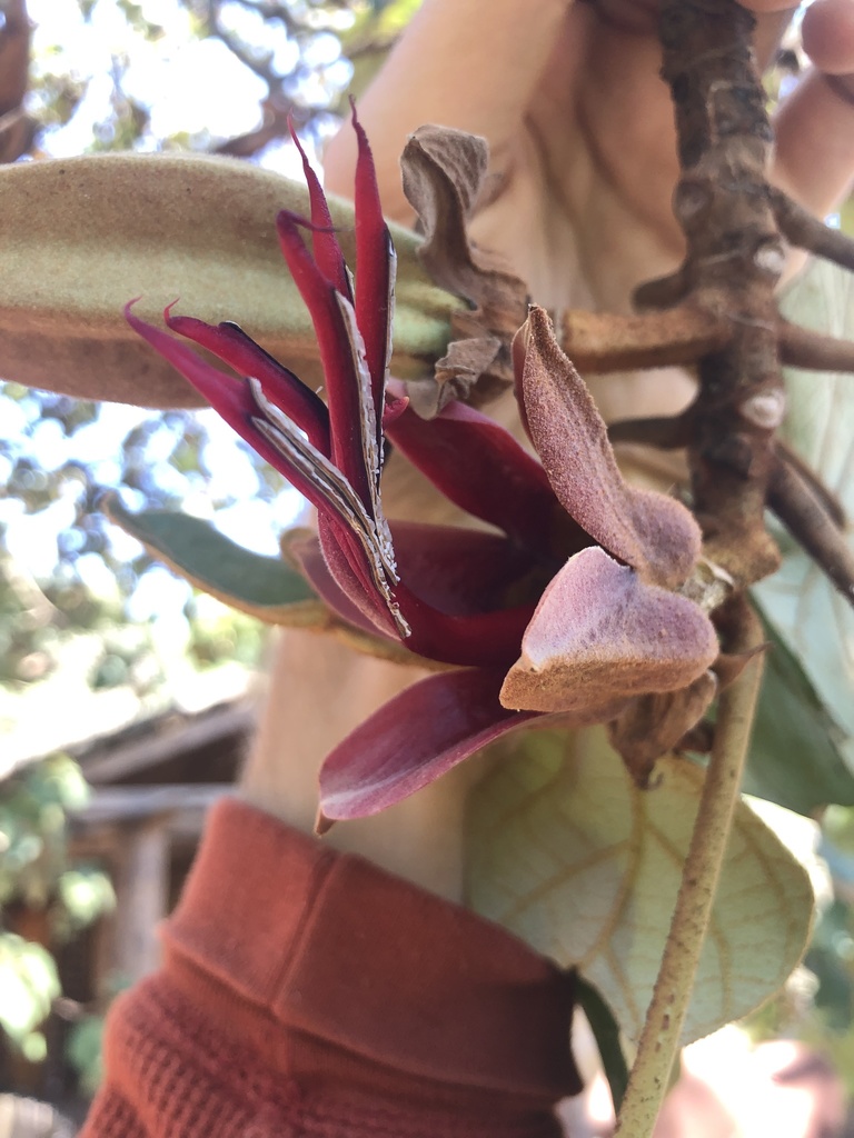 Mexican hand tree from San Mateo Río Hondo, OAX, MX on April 6, 2022 at ...