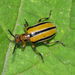 Three-lined Lema Beetle - Photo (c) Michael Schmidt, some rights reserved (CC BY-NC-SA)
