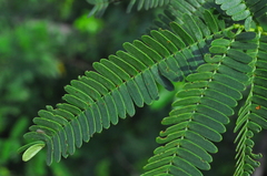 Mimosa tenuiflora