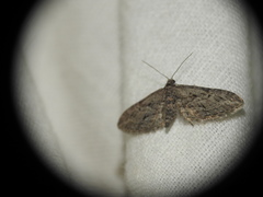 Eupithecia oxycedrata