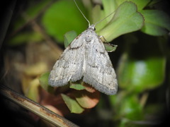 Nola thymula