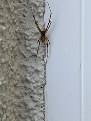 Latrodectus hesperus