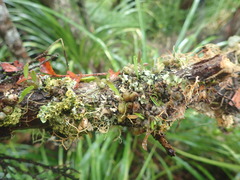 Bulbophyllum tuberculatum
