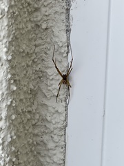Latrodectus hesperus