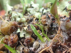 Bulbophyllum tuberculatum