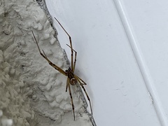 Latrodectus hesperus