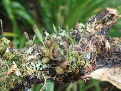 Bulbophyllum tuberculatum