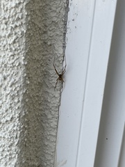 Latrodectus hesperus
