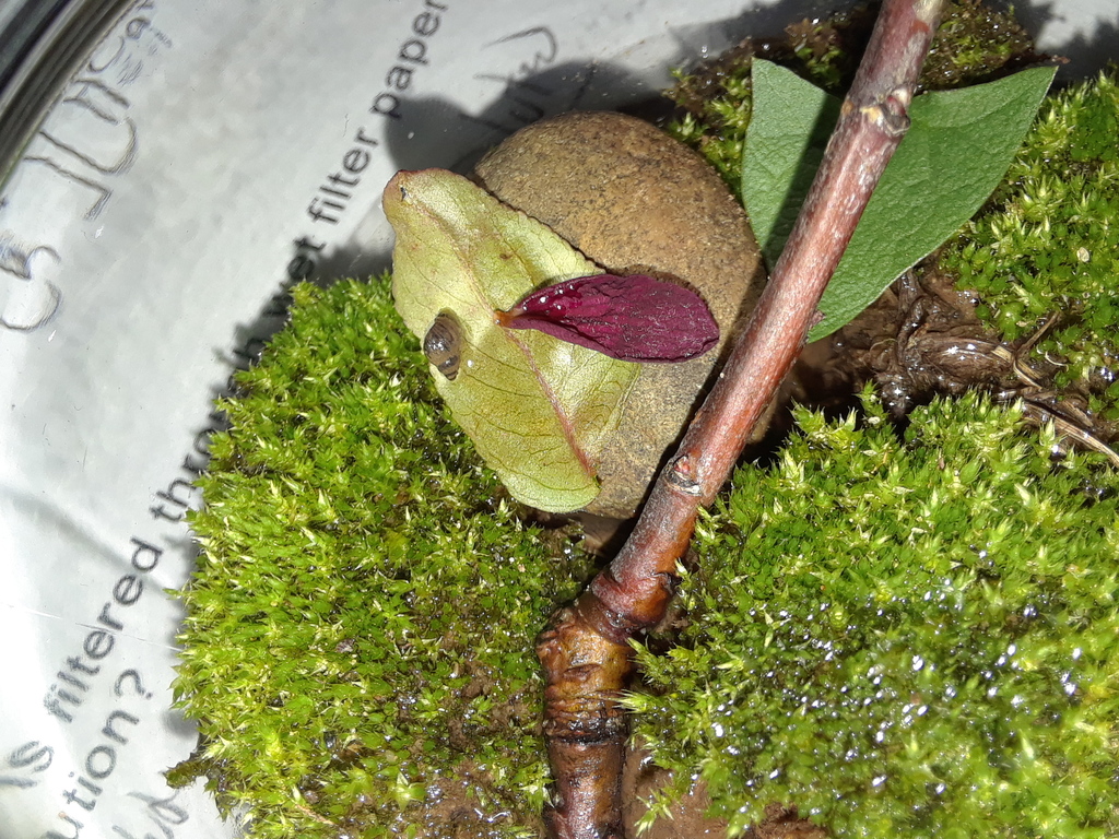 Pond Snails, Bladder Snails, and Allies from Oklahoma, Oklahoma, United