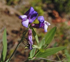 Lathyrus magellanicus