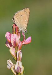 Polyommatus humedasae